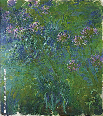 A Bed of Agapanthus 1917_822 by Claude Monet | Oil Painting Reproduction