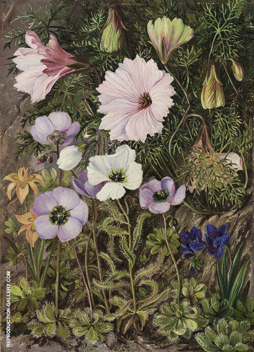 South African Sundews and Other Flowers | Oil Painting Reproduction