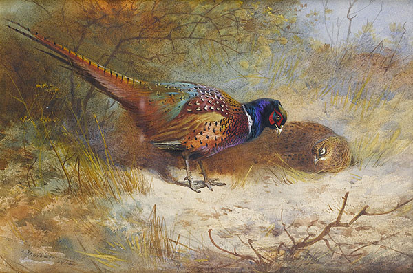 Pheasants 1918 by Archibald Thorburn | Oil Painting Reproduction