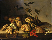 Fruit and Shells c1620 By Balthasar van der Ast