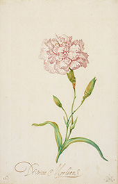 Pink Carnation By Balthasar van der Ast