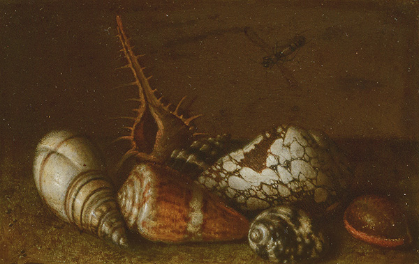 Shells on a Table By Balthasar van der Ast