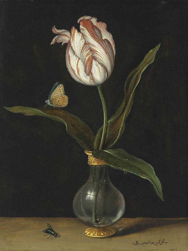 The Zomerschoon Tulip by Balthasar van der Ast | Oil Painting Reproduction